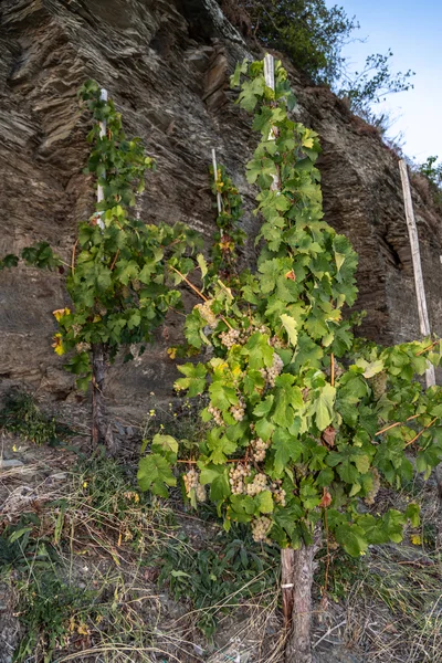 Vinná Réva Zralými Hrozny Ryzlink Rýnský Vinici Braunebergu Moselle — Stock fotografie