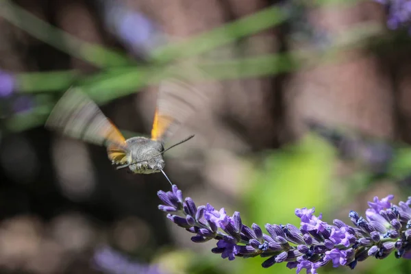 Πετώντας Kolibri Γεράκι Σκώρος Κολιμπρί Γεράκι Σκώρος Macroglossum Stellatarum Λαμβάνοντας — Φωτογραφία Αρχείου