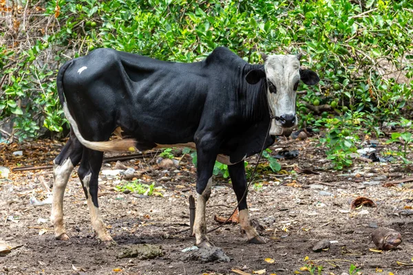 Lean cow in a Village at Lokobe nature strict reserve in Madagascar, Nosy Be, Africa