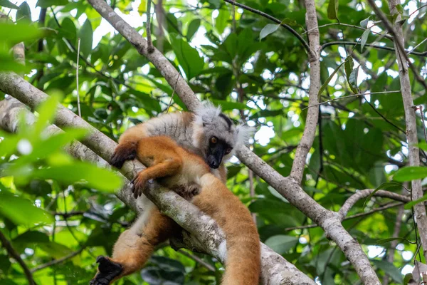 Lemur Sentado Árbol Reserva Estricta Naturaleza Lokobe Madagascar Nosy África — Foto de Stock