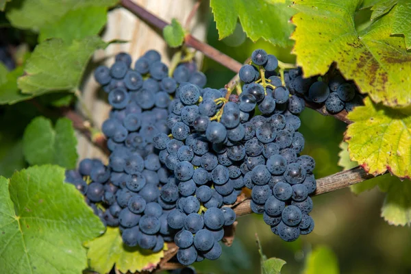 Vin Rouge Raisin Bleu Pinot Noir Dans Vignoble Brauneberg Sur — Photo