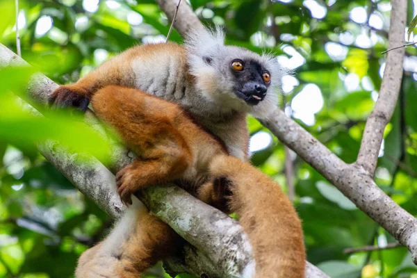 Lemur, Lokobe doğasında bir ağaçta oturuyor. Madagaskar 'da, Meraklı Ol' da, Afrika 'da katı bir rezerv.