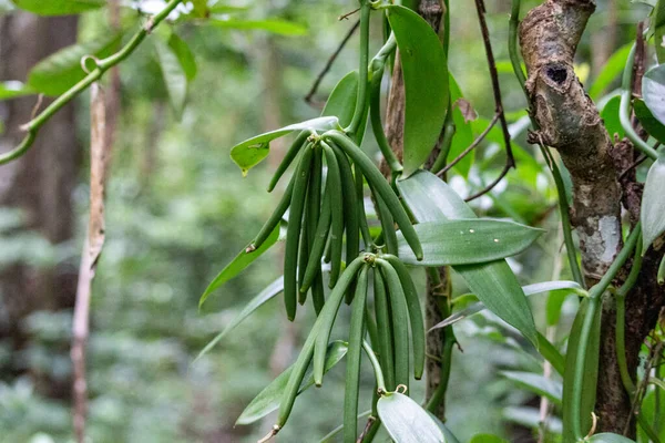 Lokobe yağmur ormanlarındaki vanilya bitkisi Madagaskar 'da, Meraklı Ol' da, Afrika 'da katı bir rezerv.