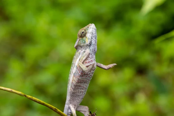 Gros Plan Caméléon Panther Furcifer Pardalis Debout Dans Réserve Naturelle — Photo