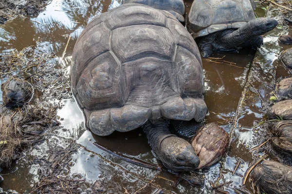 Reuzenlandschildpadden Dipsochelys Gigantea Het Eiland Praslin Van Seychellen — Stockfoto