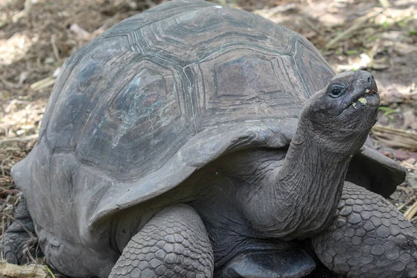 Τεράστιες Χελώνες Dipsochelys Gigantea Στο Νησί Των Σεϋχελλών Digue — Φωτογραφία Αρχείου