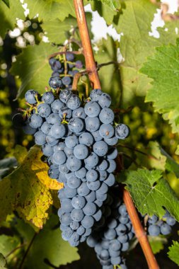 Red wine grape Dornfelder  in a vineyard in Brauneberg on the river  Moselle clipart