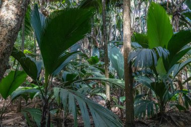 Seyşeller Adası Praslin 'de Coco de mer palmiyeli doğal miras Vallee de Mai.