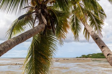 Palmiye ağaçlarıyla dolu bir sahil Meraklı Madagaskar Adası, Meraklı Ol, Afrika