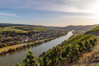 Panoramic view of the Moselle valley with the wine village Brauneberg in the background on a sunny autumn day clipart
