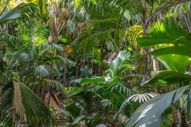 Seyşeller Adası Praslin 'de Coco de mer palmiyeli doğal miras Vallee de Mai.