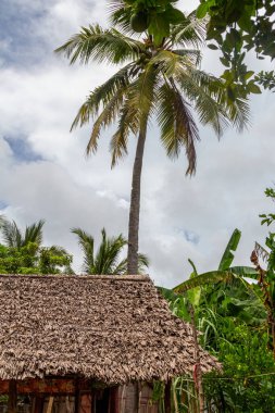 Lokobe köyünde alışılmadık bir gövdeye sahip ağaç Madagaskar 'da, Meraklı Ol, Afrika' da katı bir rezerv.
