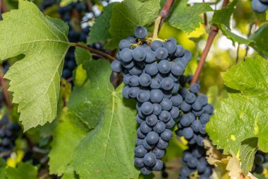 Kırmızı şarap üzümlü mavi Pinot Noir Brauneberg 'de Moselle nehrinde bir üzüm bağında