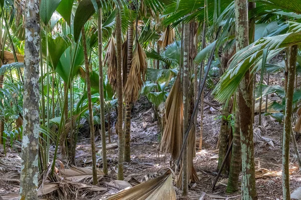 Patrimonio Humanidad Unesco Vallee Mai Con Coco Mer Palms Isla —  Fotos de Stock