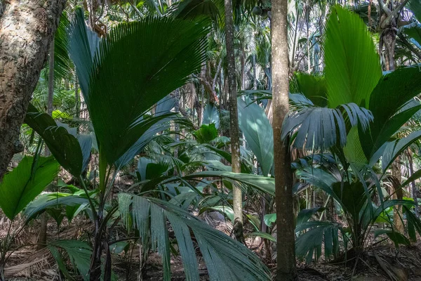 Seyşeller Adası Praslin 'de Coco de mer palmiyeli doğal miras Vallee de Mai.