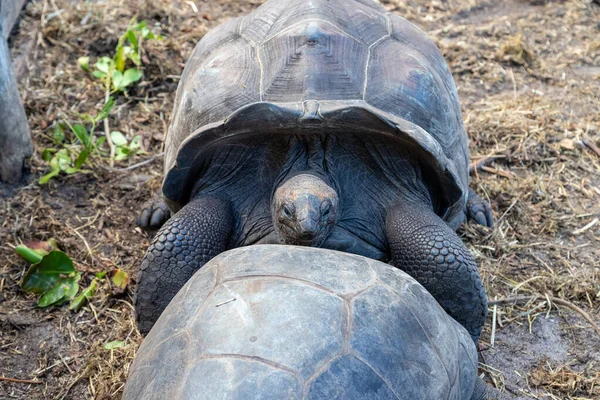 Τεράστιες Χερσαίες Χελώνες Dipsochelys Gigantea Στο Νησί Των Σεϋχελλών Praslin — Φωτογραφία Αρχείου