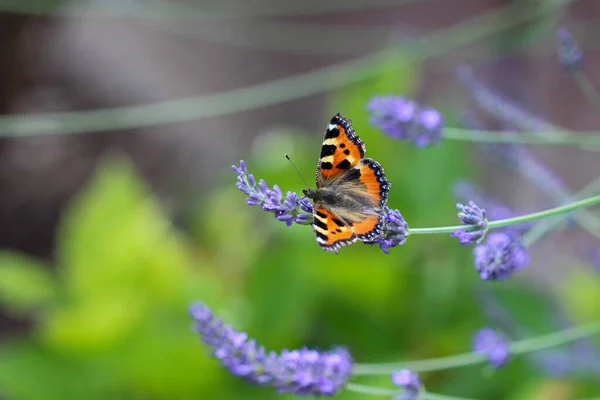 Żółwie Małe Aglais Urticae Motyl Biorący Nektar Kwiatu Lawendy — Zdjęcie stockowe