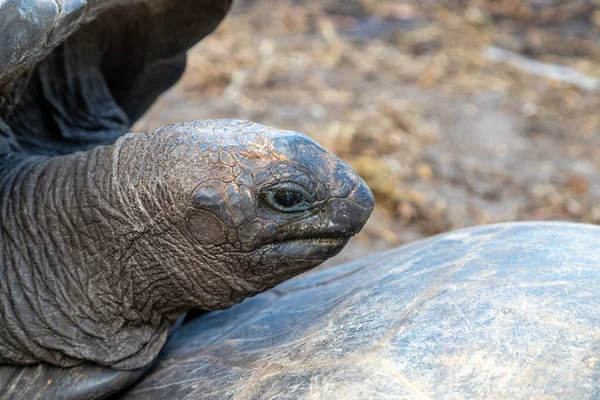 Reuzenlandschildpadden Dipsochelys Gigantea Het Eiland Praslin Van Seychellen — Stockfoto