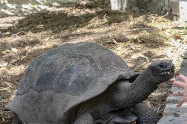 Τεράστιες Χελώνες Dipsochelys Gigantea Στο Νησί Των Σεϋχελλών Digue — Φωτογραφία Αρχείου