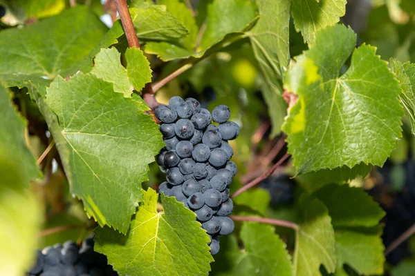 Vin Rouge Raisin Bleu Pinot Noir Dans Vignoble Brauneberg Sur — Photo