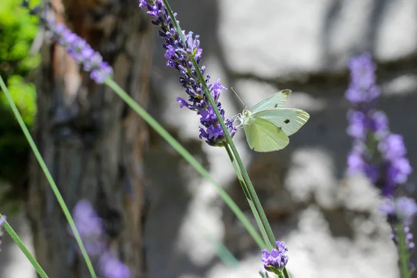 Beyaz Lavanta Çiçekli Lavanta Kelebeği Pieris Rapae — Stok fotoğraf