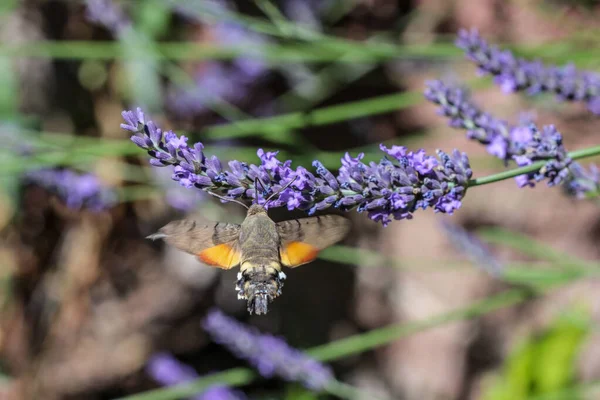 Ćma Jastrzębia Kolibri Ćma Jastrzębia Kolibri Macroglossum Stellatarum Biorąca Nektar — Zdjęcie stockowe