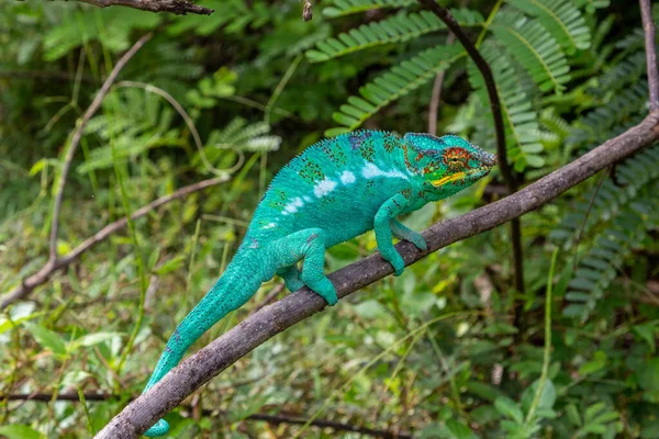 Zbliżenie Mężczyzna Zielony Pantera Kameleon Furcifer Pardalis Lokobe Rezerwatu Przyrody — Zdjęcie stockowe
