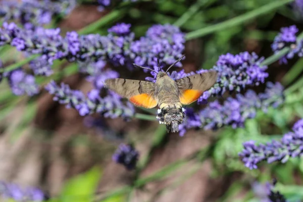 Uçan Kolibri Şahin Güvesi Atmaca Güvesi Makroglossum Stellatarum Lavanta Çiçeğinden — Stok fotoğraf