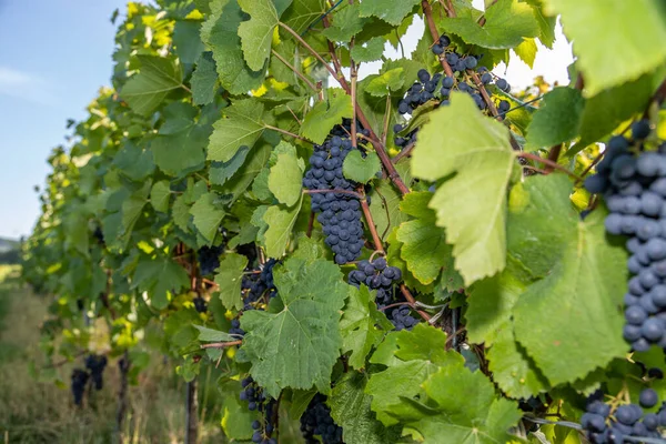 Vin Rouge Raisin Bleu Pinot Noir Dans Vignoble Brauneberg Sur — Photo