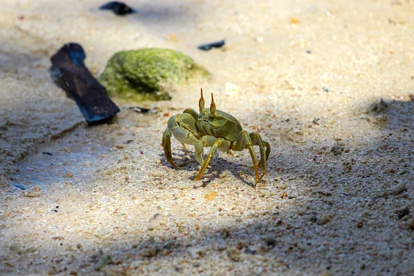 Horned Ghost Crab Ocypode Ceratophthalma Bach Seychelles Island Digue — Stock Photo, Image