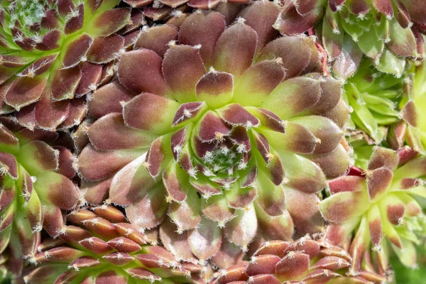 Texture Background Close Sempervivum Houseleek Succulent Plants — Stock Photo, Image