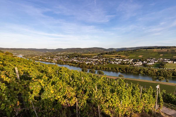 Panoramatický Výhled Údolí Moselle Vinařskou Vesnicí Brauneberg Pozadí Slunečného Podzimního — Stock fotografie