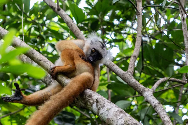 Lemur, Lokobe doğasında bir ağaçta oturuyor. Madagaskar 'da, Meraklı Ol' da, Afrika 'da katı bir rezerv.