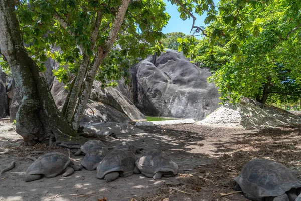 Tartarugas Gigantes Dipsochelys Gigantea Ilha Seychelles Digue — Fotografia de Stock