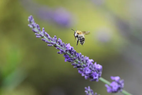 Κοντινό Πλάνο Ιπτάμενης Μέλισσας Κοντά Άνθη Λεβάντας — Φωτογραφία Αρχείου
