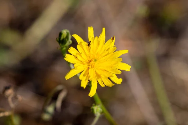 Flor con flor amarilla de cerca — Foto de Stock