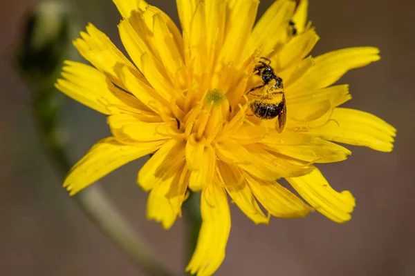 Μέλισσα σε κίτρινο άνθος — Φωτογραφία Αρχείου