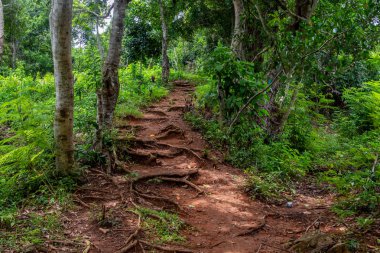 Lokobe yağmur ormanlarından geçen yol Madagaskar 'da, Meraklı Ol' da, Afrika 'da katı bir koruma alanı.