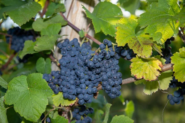 Vin Rouge Raisin Bleu Pinot Noir Dans Vignoble Brauneberg Sur — Photo