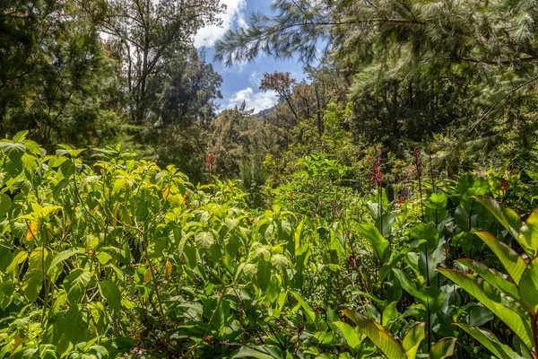 Vista Panorámica Paisaje Verde Interior Isla Reunión Océano Índico —  Fotos de Stock