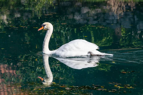 Labuť, Cygnus na řece Altmuehl, Bavorsko, Německo — Stock fotografie