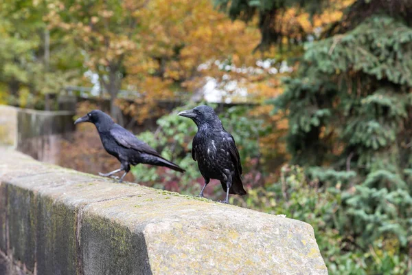 Raven birds on a wall of the Nuremberg castle, Baviera, Alemanha — Fotografia de Stock