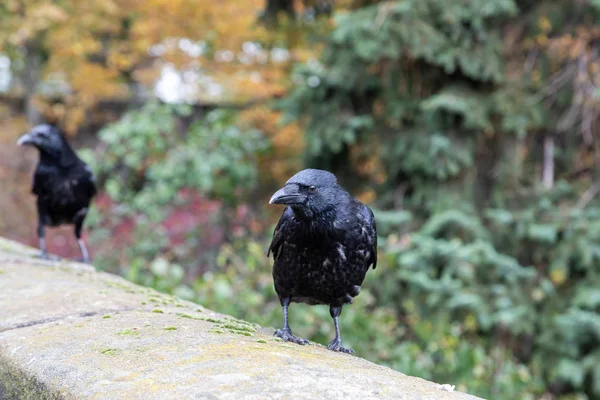 Raven birds on a wall of the Nuremberg castle, Baviera, Alemanha — Fotografia de Stock