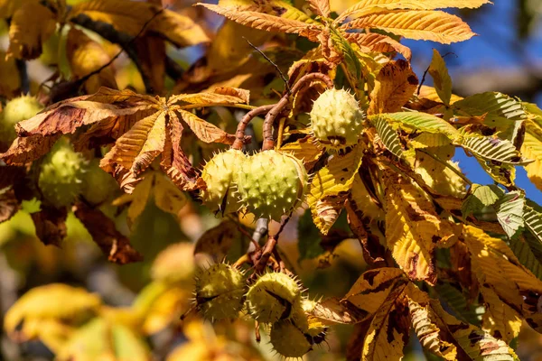 Крупный план спелых конских каштанов на дереве осенью — стоковое фото