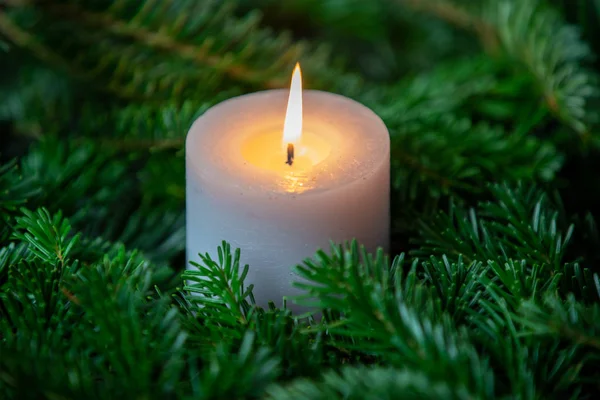 Рождественский мотив с белой горящей свечой в окружении Нордмана — стоковое фото