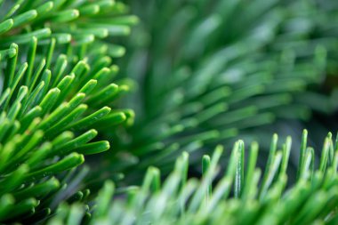 Noel motifi, dokusu, arka planı Nordmann köknar dallarıyla