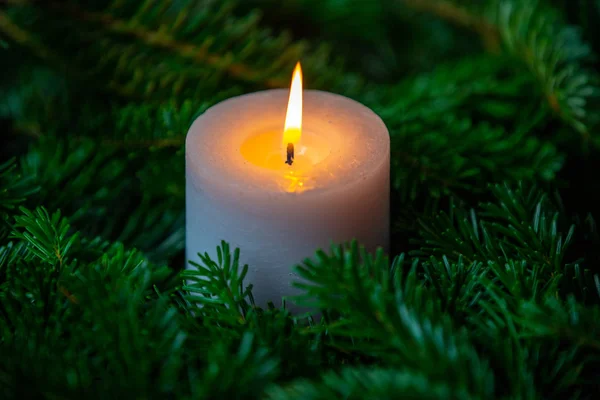 Рождественский мотив с белой горящей свечой в окружении Нордмана — стоковое фото