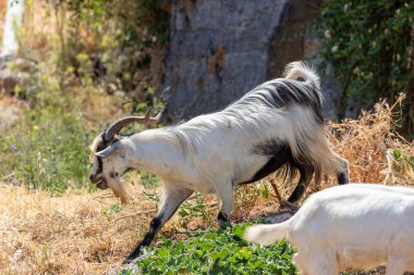 Yunan adası Rodos 'ta Lindos yakınlarında beyaz keçiler