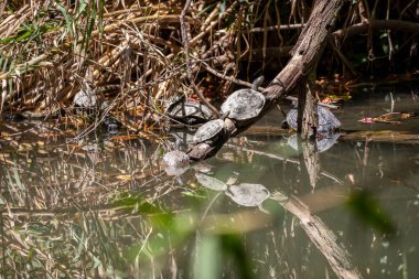 R 'nin dışındaki Rodini parkında birkaç kaplumbağa var.