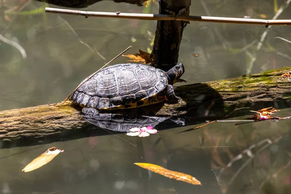 Schildpad op een tak in een klein meer in Rodini park aan de rand — Stockfoto